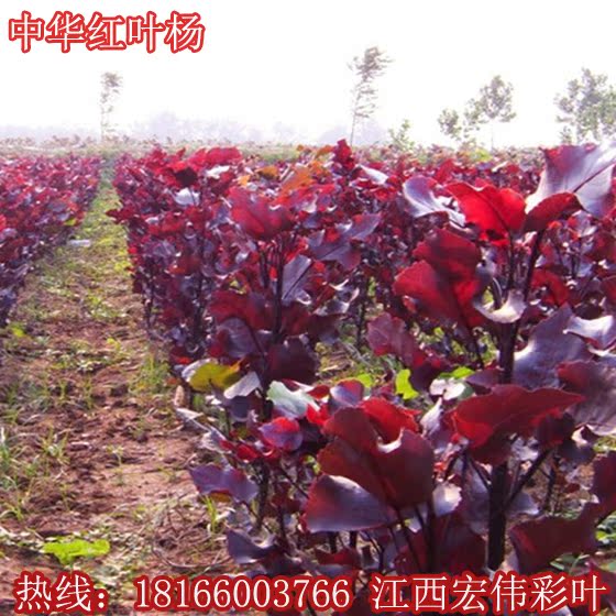 红叶杨树苗