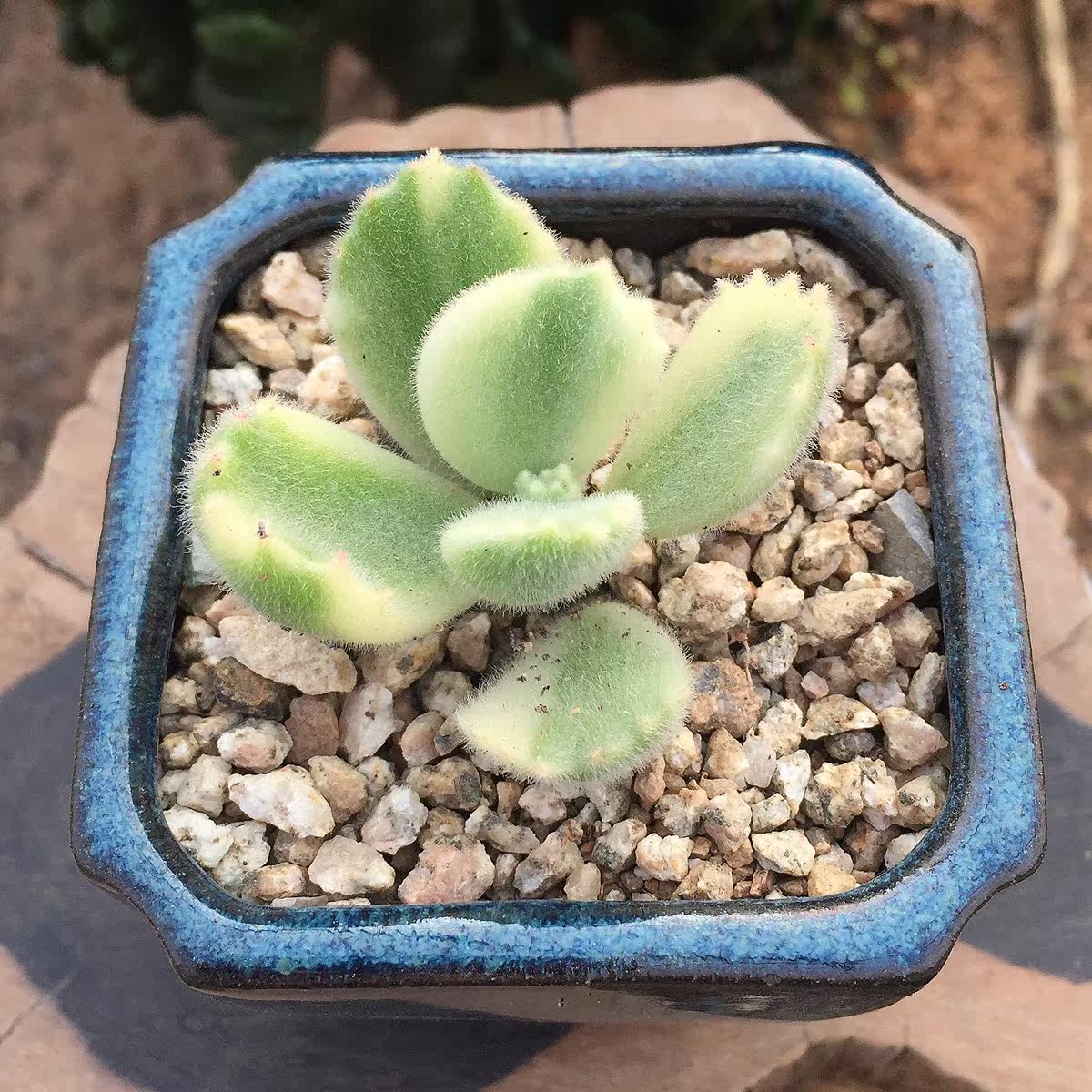 白熊单头4-6片叶子有根四季多肉新手必备盆栽绿植阳台庭多肉植物