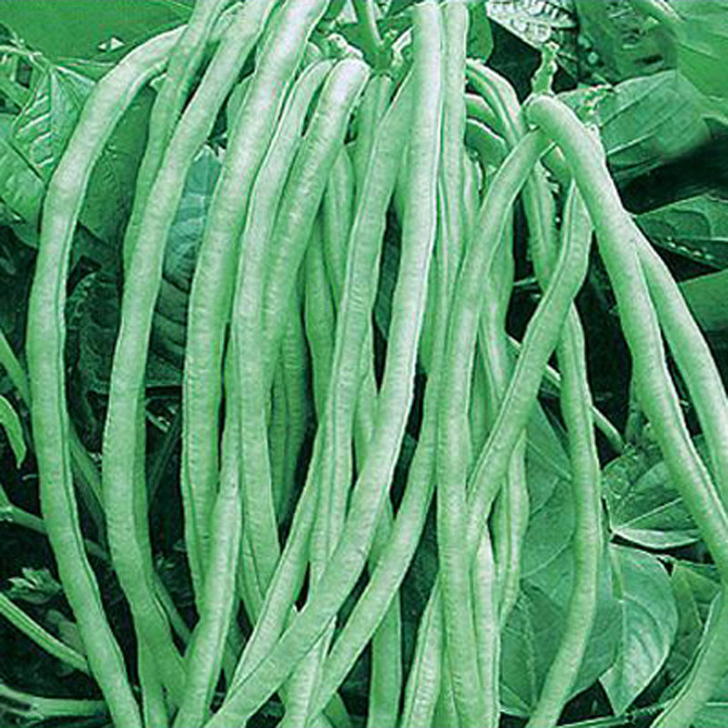进口饮料整箱 美国_美国无架豆种子无支架地豆角长豆角籽盆栽露天大棚