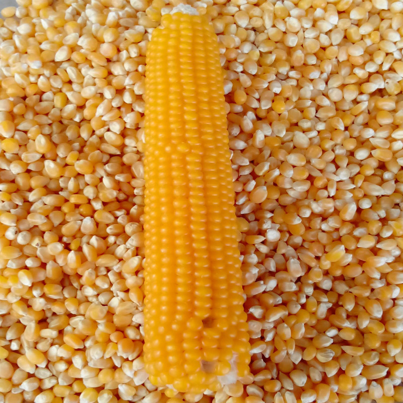 爆米花专用玉米 爆裂_爆花玉米种子蝶形爆裂玉米籽爆米花专用菜园露天