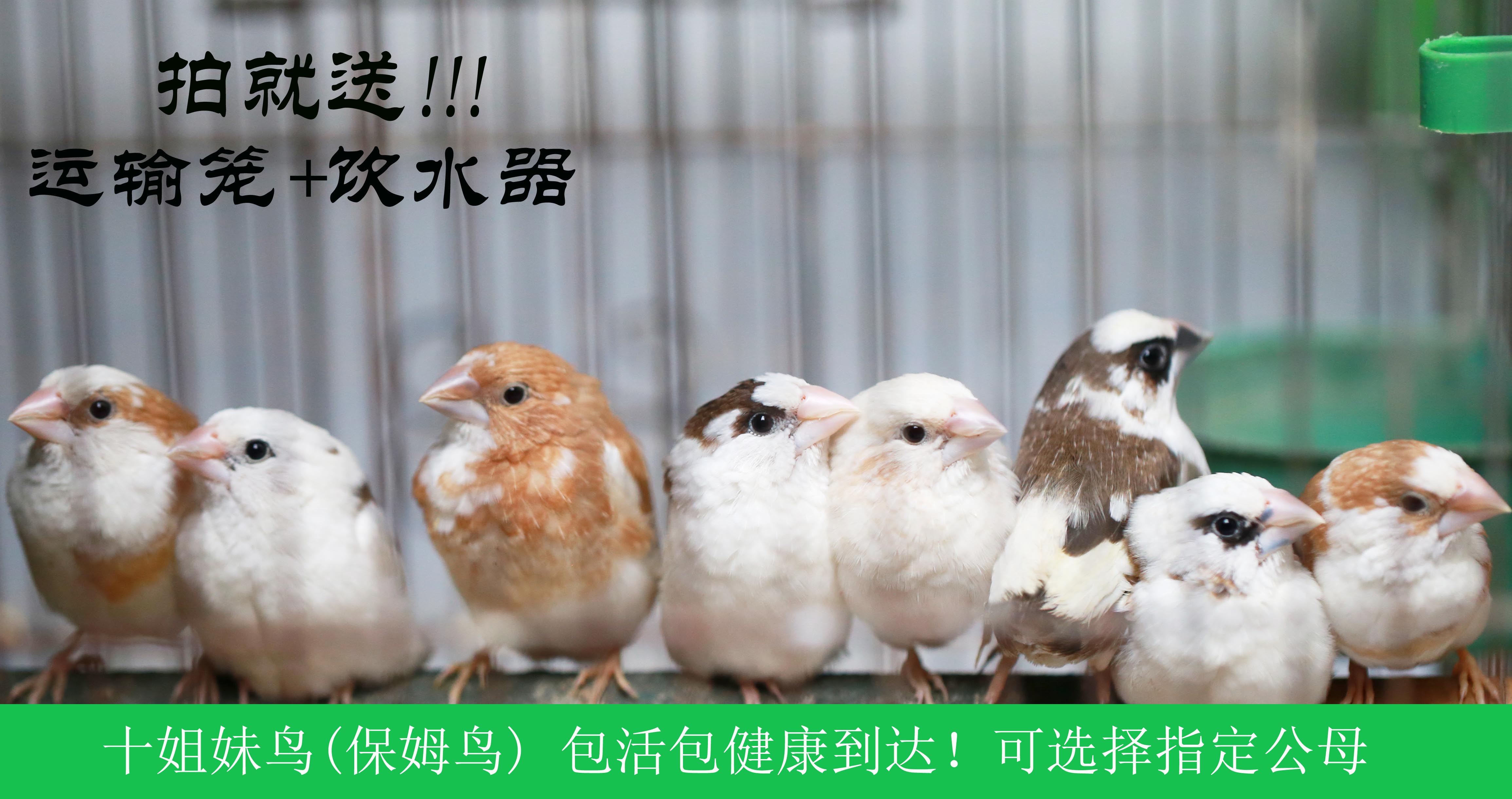 查看淘宝十姐妹鸟 保姆鸟家养白腰文鸟 活体宠物鸟包公母 人工繁殖