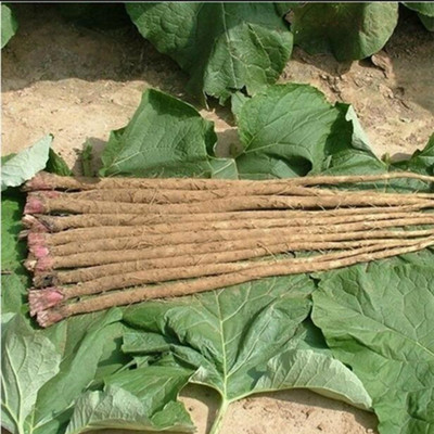 2017年现挖新鲜牛蒡根 徐州牛蒡茶蔬菜原料 苍山黄牛蒡 5斤包邮