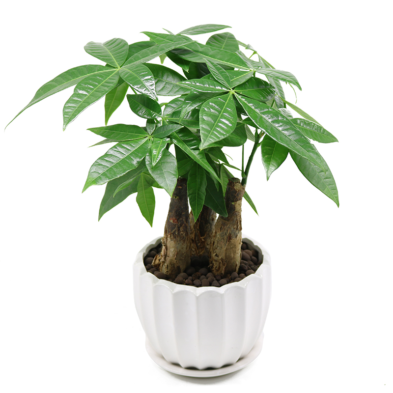 什么植物可以旺财旺家,哪些又有禁忌?