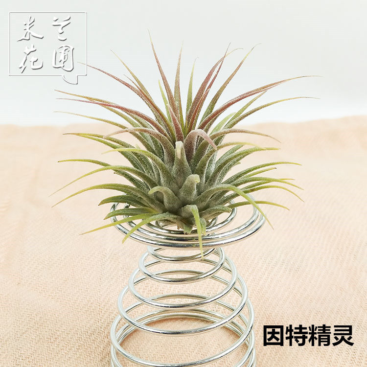 空气凤梨贝可利,霸王,卡比塔塔(第7页)_大山谷图库