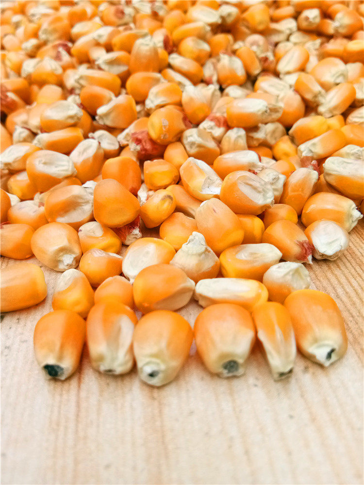 干玉米粒批发
