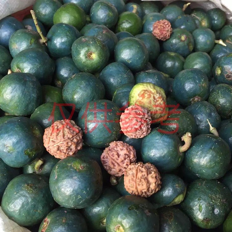 刚菩提原籽鲜籽子新鲜带皮五六瓣按斤金刚菩提子30mm以上青皮金