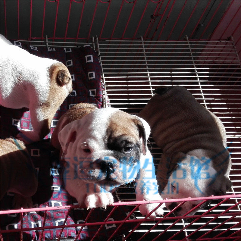 纯种英牛幼犬活体 英斗 宠物狗中型犬可视频_7折现价3500元