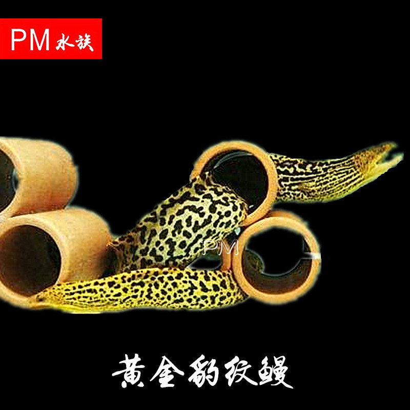 野生另类观赏鱼黄金豹纹鳗鱼大型底层鱼淡水热带鱼黄金虎鳗鱼活体