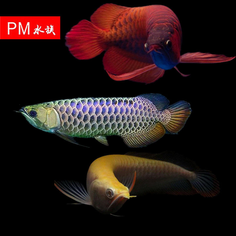印尼超血辣椒红龙鱼活体黑带龙非洲黑龙蓝底过背金龙红眼