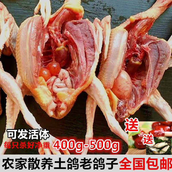 农家散养3年老鸽子信鸽新鲜鸽子肉土鸽活体现杀顺丰包邮送野生鱼$51.