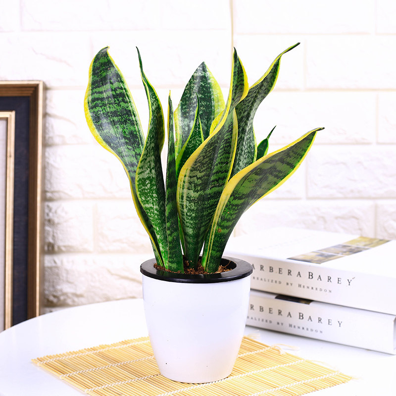 金边虎皮兰盆栽室内客厅绿植虎尾兰花卉净化