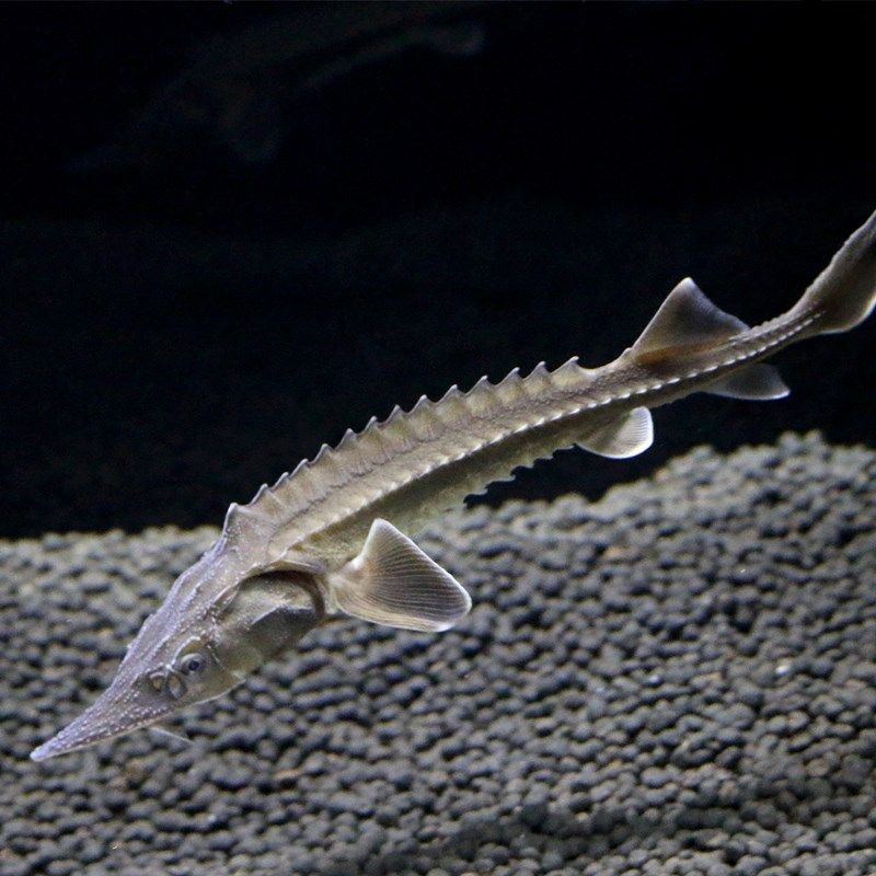 一折中华鲟_观赏鱼西伯利亚活体鲟鱼淡冷水清道夫鱼垃圾鱼非中华活体