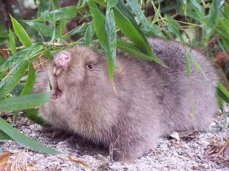 猎人不出的时代,如何吃到美味的野味?