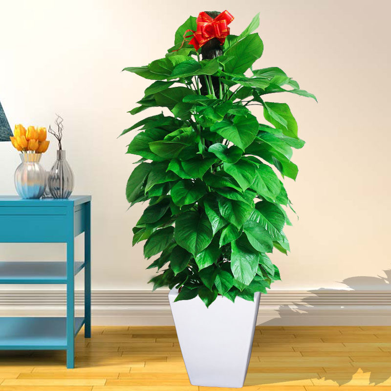 客厅_武汉大型绿植 大叶绿萝盆栽柱子 办公室客厅室内去除甲醛植物