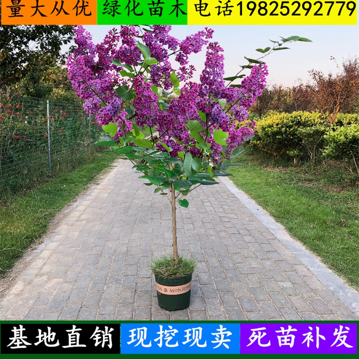 海棠树苗盆栽地栽 绿化苗紫丁香苗 丁香花树苗 庭院植物 丁香花苗