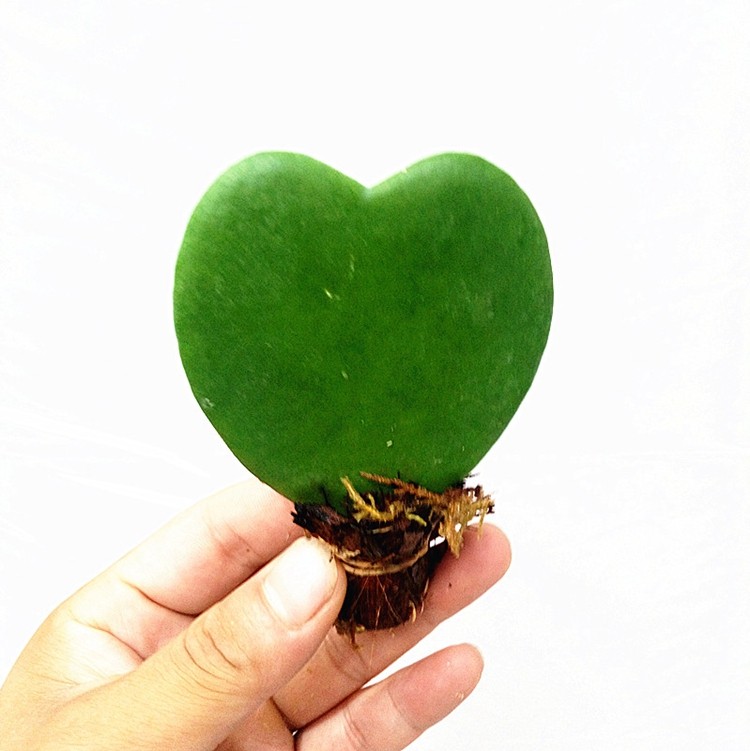 盆栽吊篮_一片心叶球兰花卉盆栽吊篮多肉绿植吸甲醛防辐射优惠券