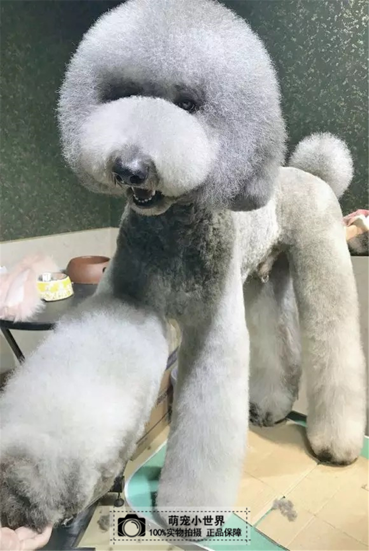 纯种_巨贵犬活体大型宠物狗狗巨型贵宾犬幼犬纯种大泰迪狗灰色超大型