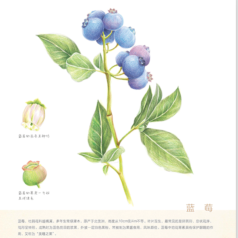 包邮 绘见森林 色铅笔天然植物图绘 零基础入门 新手教程 简单实用