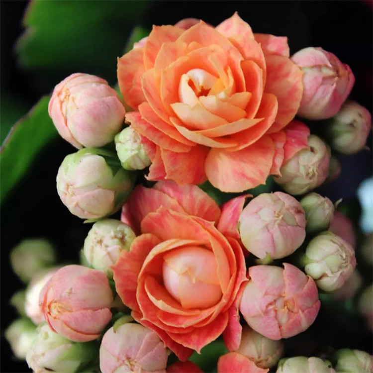 花卉盆栽 开花不断_长寿花巴黎系列 绿巴黎盆栽 四季开花重瓣大花品种