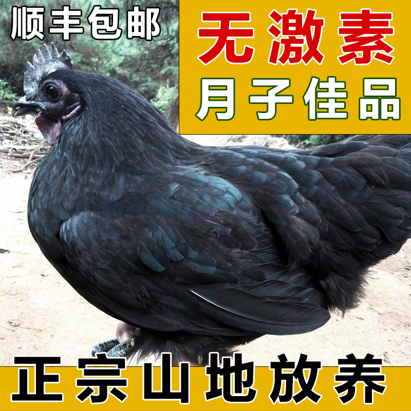 壹号藏鸡 清远鸡走地鸡散养鸡月子土鸡黑鸡农家鸡乌骨鸡散养包邮