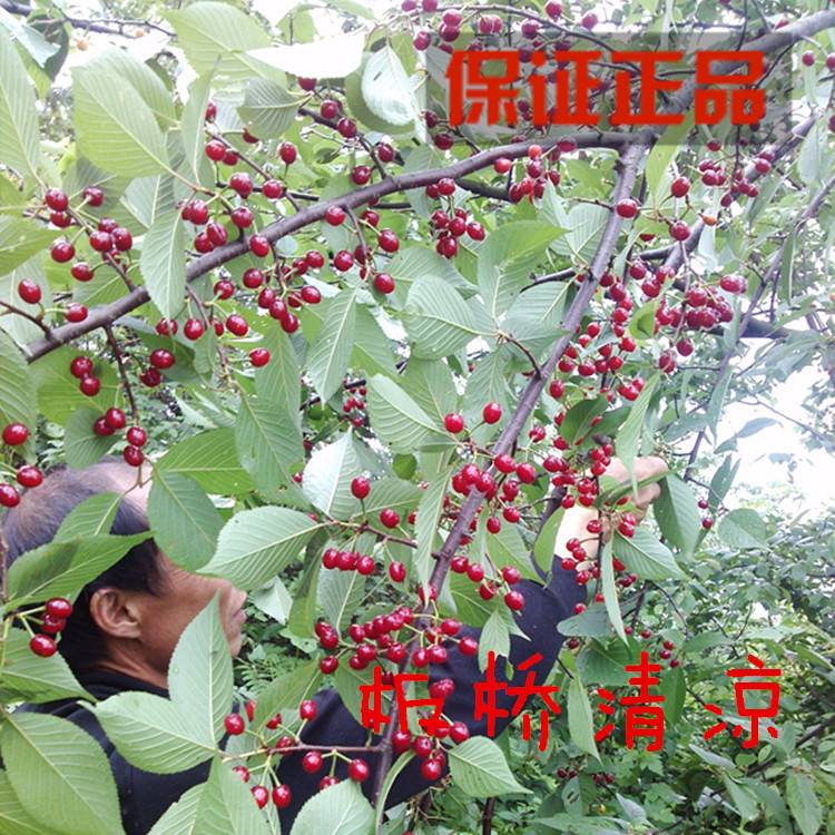野生果树苗 白草莓 奶油白草莓 地泡儿 白泡儿苗 盆栽