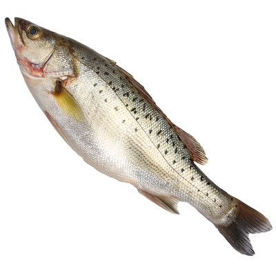 青岛深海鱼新鲜野生海鲜海捕鲈鱼鲜活花鲈寨花鱼深海鲈鱼鲈鲛500g