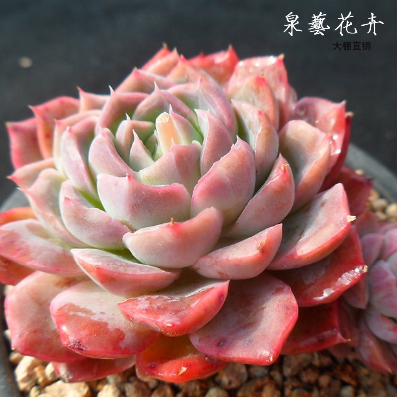 香妃白月影厚叶绿植客厅盆栽阳台趣味摆件办公室防多肉植物雅典娜