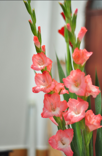 特价鲜花批发包邮免运费 云南_云南昆明基地直发节节高剑兰仓兰鲜花