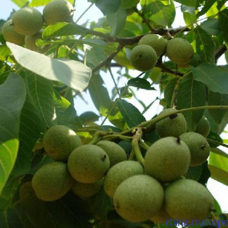 胡桃夹子 lego_东北野生核桃楸苗秋子树苗胡桃楸苗景观绿化树苗干果苗