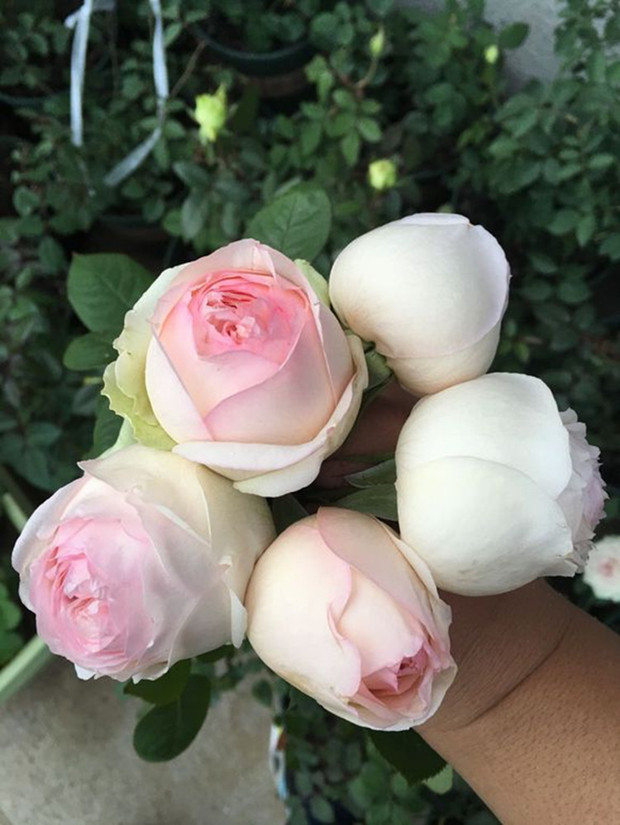 蒙娜丽莎画画_【常熟花卉园艺】 新品切花月季玫瑰 蒙娜丽莎 漂亮多花