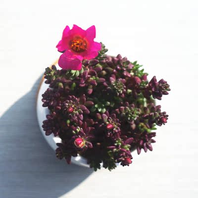 峪景天紫米粒多肉植物多肉盆栽组合办公室防辐射花盆花卉色彩鲜艳