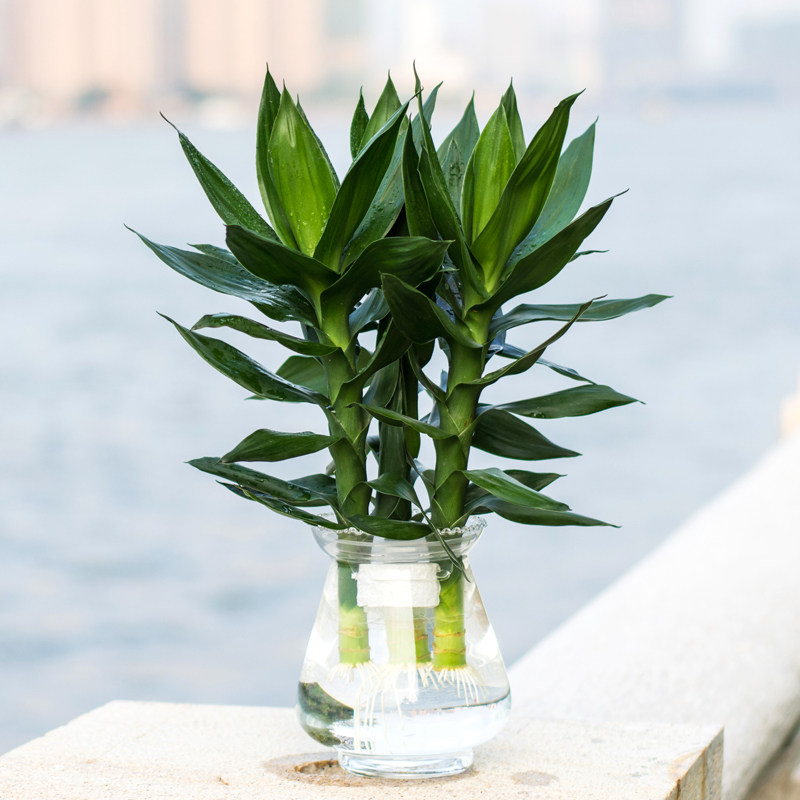 水培观音竹荷花竹莲花竹富贵竹