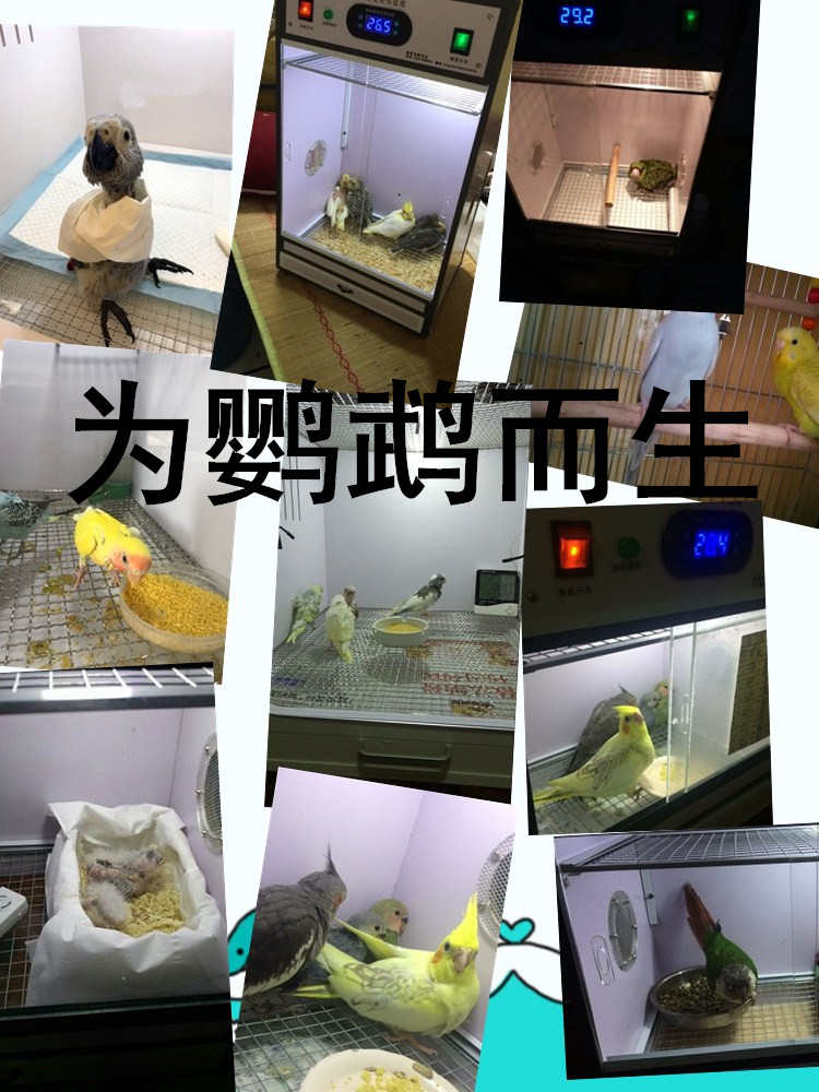 鹦鹉繁殖箱 精准省电太阳金刚育雏保温箱 鹦鹉保温箱恒温幼鸟宠物