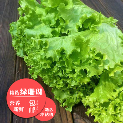 【好新鲜蔬菜】新鲜绿叶蔬菜绿珊瑚罗莎绿毛菜沙拉菜现摘现发500g