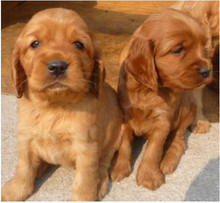 【可卡犬幼犬出售纯种】_可卡犬幼犬出售纯种图片_价格_一淘网