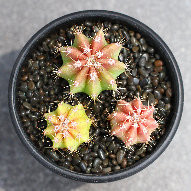 特价刀剑乱舞花丸一番赏_植物员外 仁王丸实生仙人球 颜色美丽开大