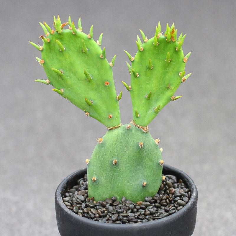 团扇仙人掌_植物员外 无敌 黄花仙人掌 万能团扇嫁接砧木 夏型种好养