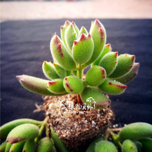 【猫爪多肉】_猫爪多肉图片