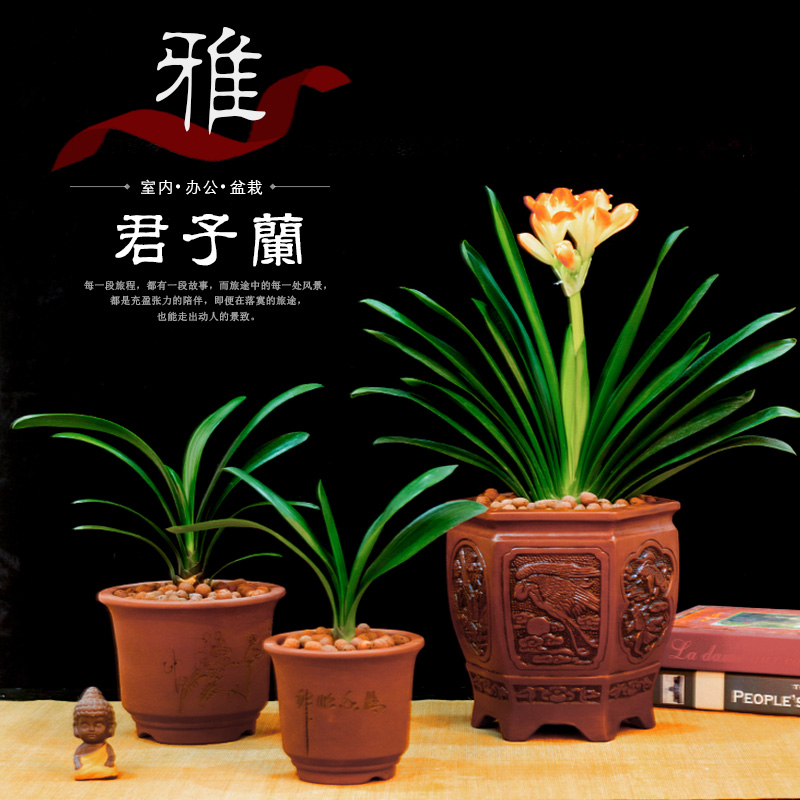 君子兰盆栽室内花卉精品君子兰花苗小苗国兰当年开花不断好养的花