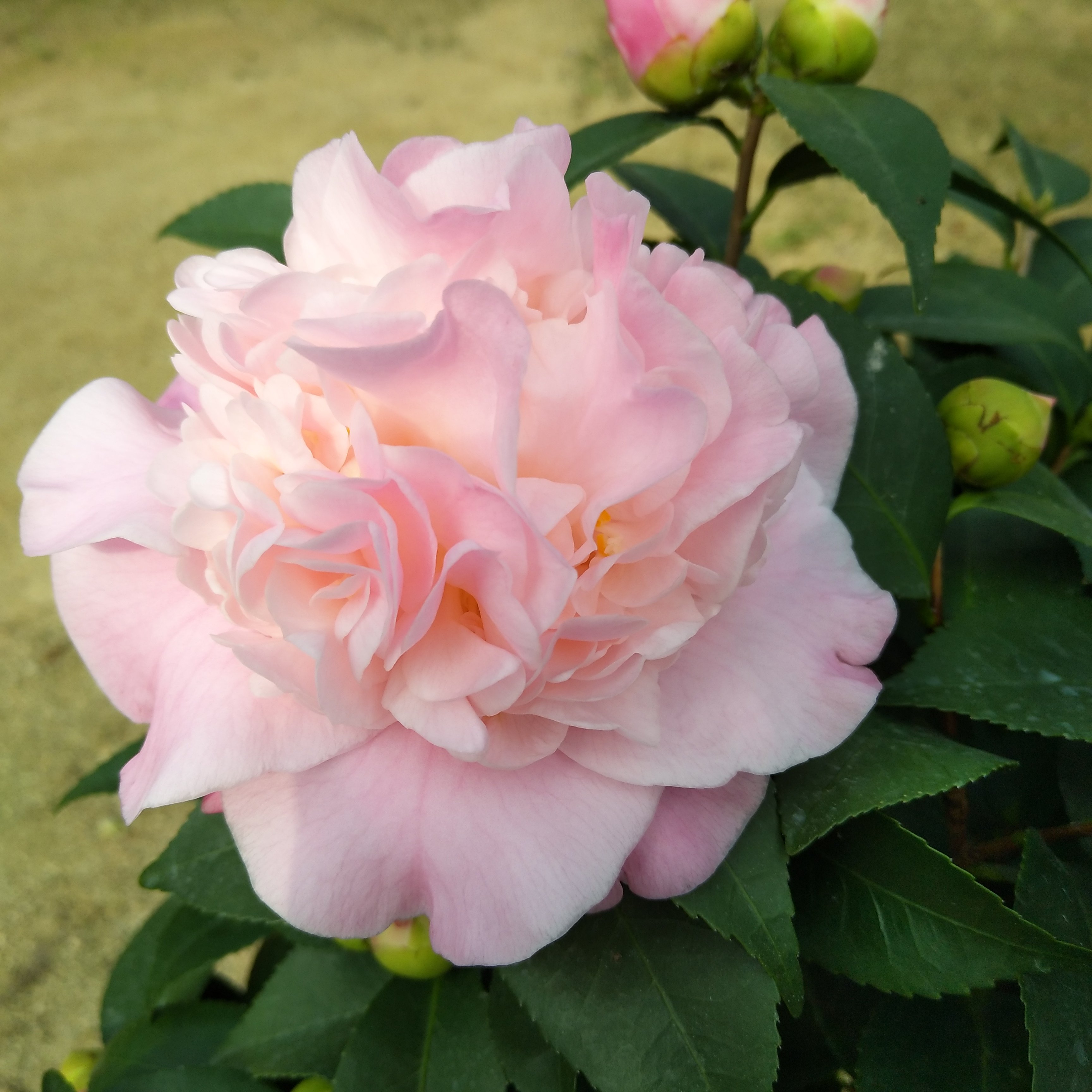 茶花盆栽 带花苞_烈香茶花树苗花卉盆栽香水山茶花阳台龙岩种植香妃带