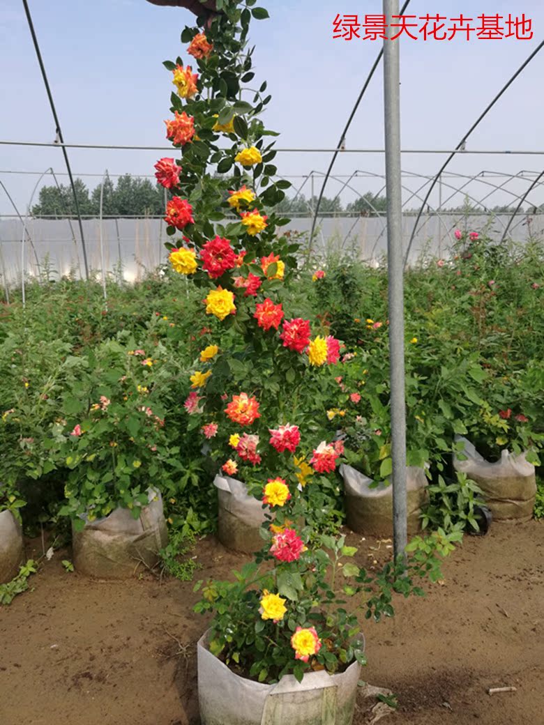 藤本彩虹 爬藤多花月季苗藤本蔷薇 复色花爬藤能力超强花朵变色