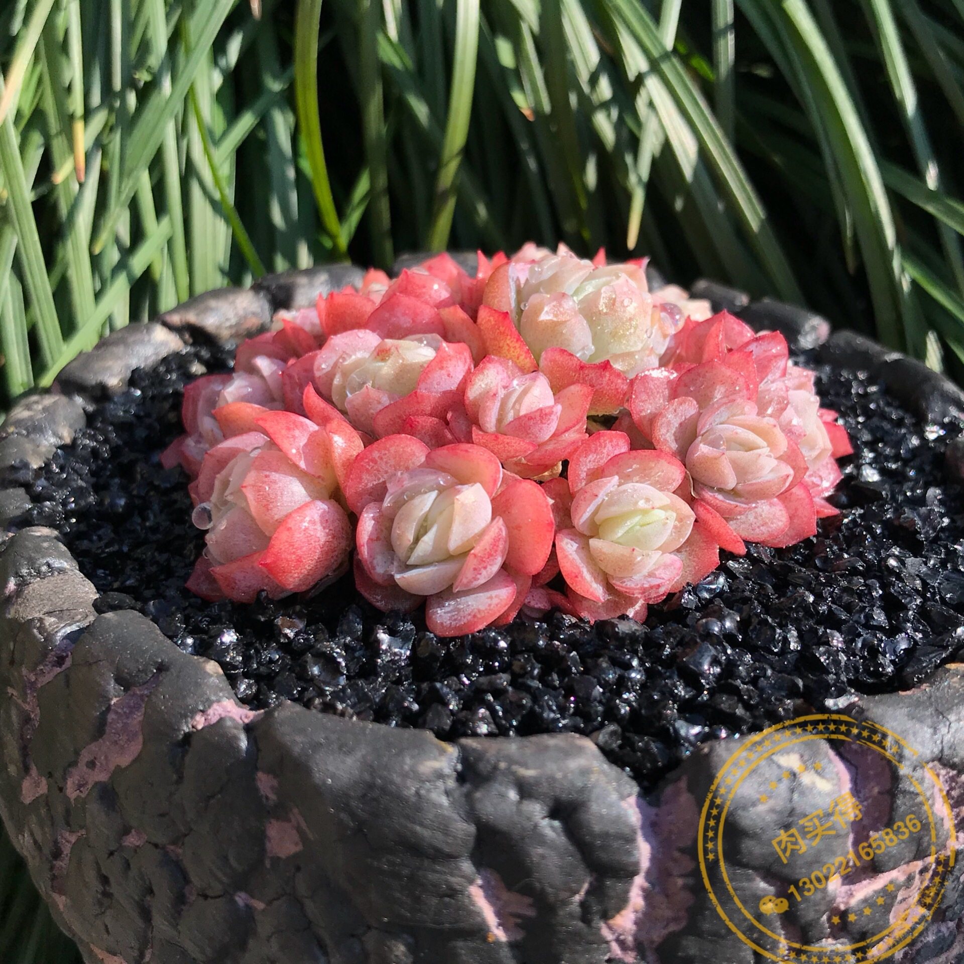 肉买得 正版果冻 奶油贝瑞 韩国 多头群生 多肉植物盆栽 一物一拍