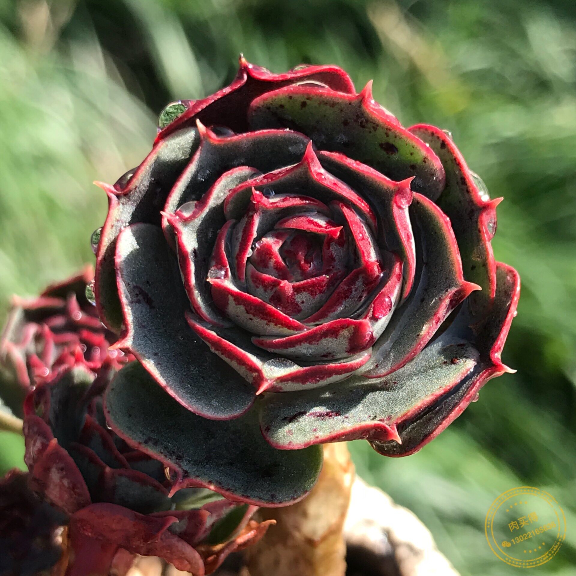 肉买得圆叶罗西玛奥罗群生老桩韩国进口办公室多肉