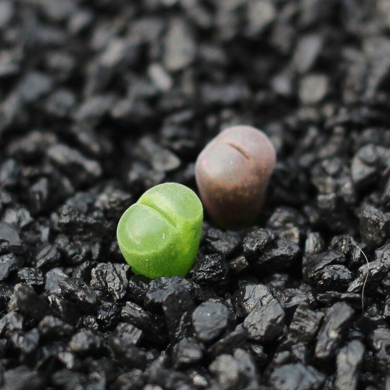 多肉植物种子生石花种子 屁股花 进口混合种子 kk 多肉种子 包邮