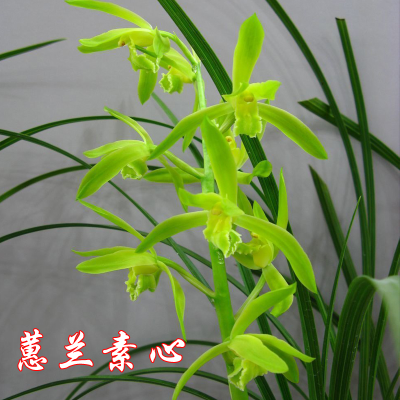 带花苞浓香蕙兰素心 兰花苗 春兰蕙兰素雅 兰草苗 花卉绿植小盆栽