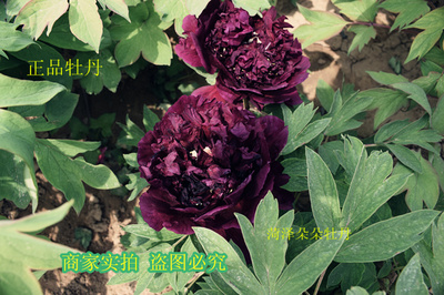 烟笼紫牡丹花苗烟笼紫珠盘牡丹传统名品菏泽发货朵朵牡丹正品花苗