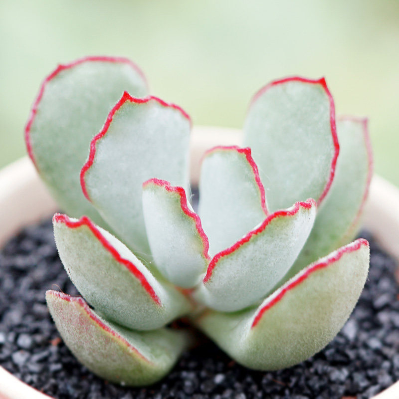 特价多肉植物组合盆_ak多肉花卉 巧克力线 多肉植物 办公室 多肉植物