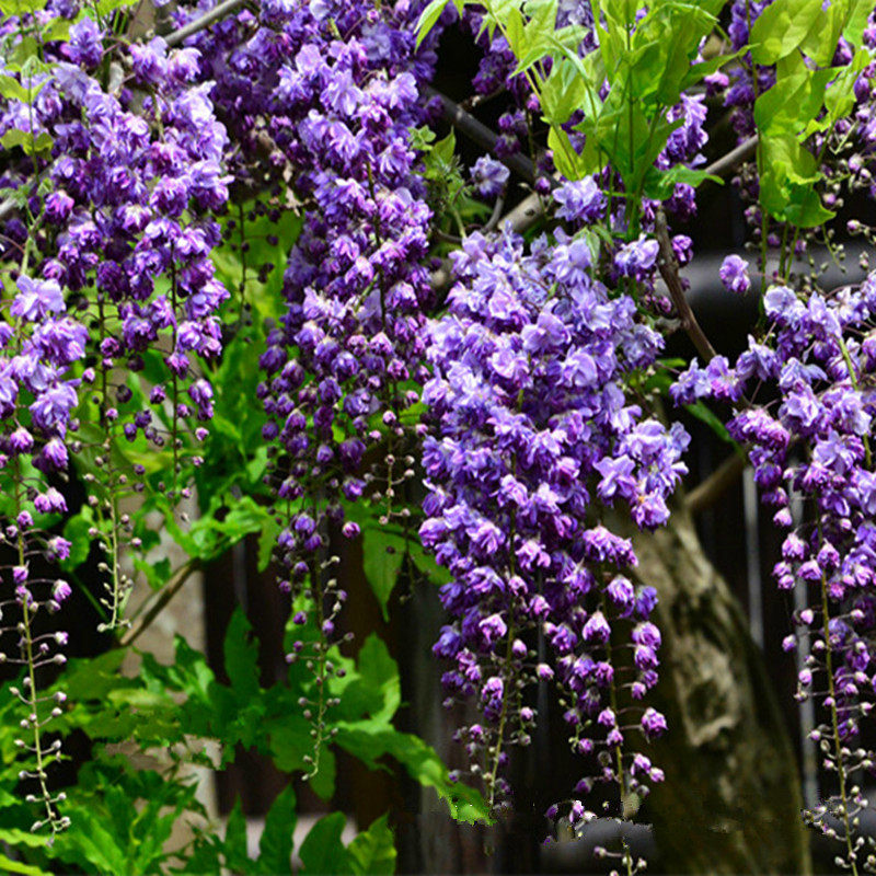 本度_紫藤树苗2米高度 九尺藤 八重 本红藤 日本紫藤 2加仑大苗多规格