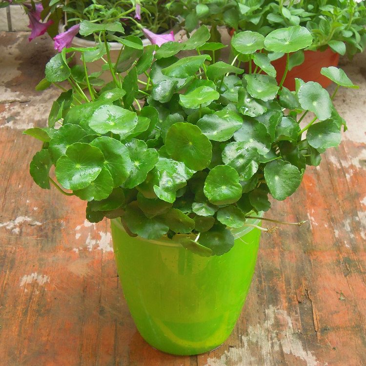 铜钱草绿色花草植物盆栽办公室桌面室内阳台水培花卉金钱草吸甲醛