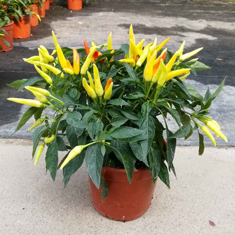 朝天辣椒四季食用盆栽植物阳台庭院绿植花卉指